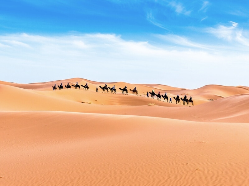 line of camels surrounded by sand dunes