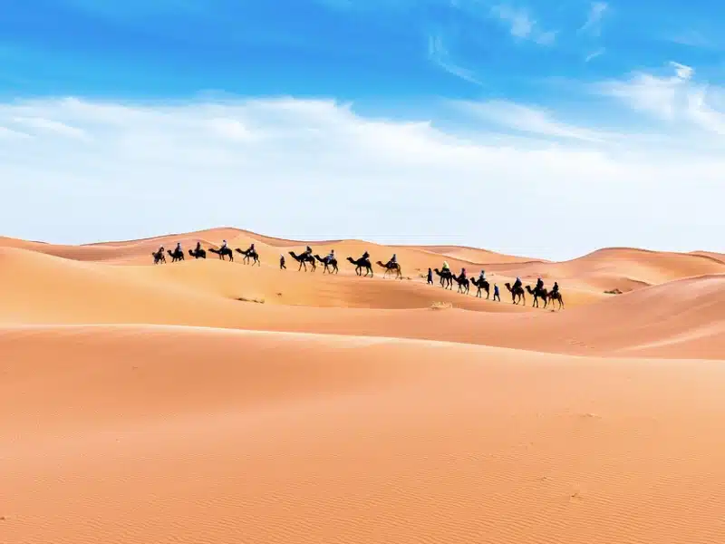 line of camels surrounded by sand dunes
