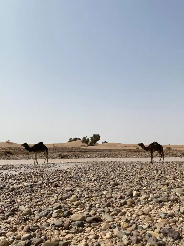 camels standing on pebbles by a river bed with small sand dunes in the background