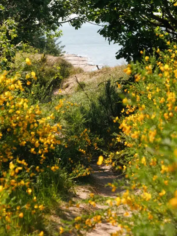 sea and beach framed through gorse bushes