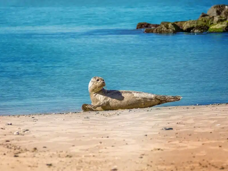 seal on a beach backed by blue sea