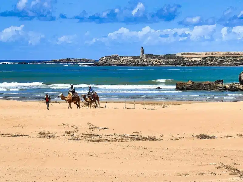 sandy beach with a town in the background and two camels with riders at the shore