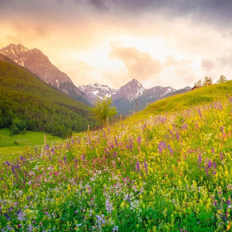 alpine wildflowers