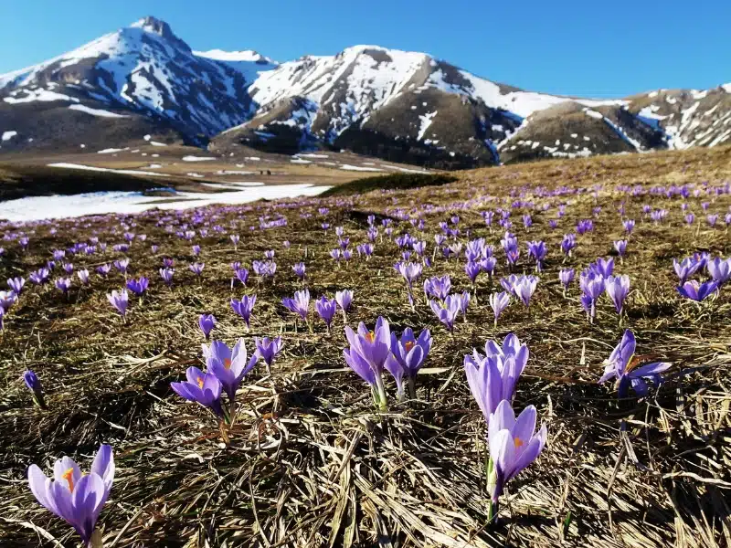 crocuses in a field surrounded by snowy mountain peaks