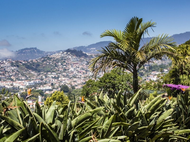 city of low rise white houses on a mountain side seen through palm trees and tropical plants