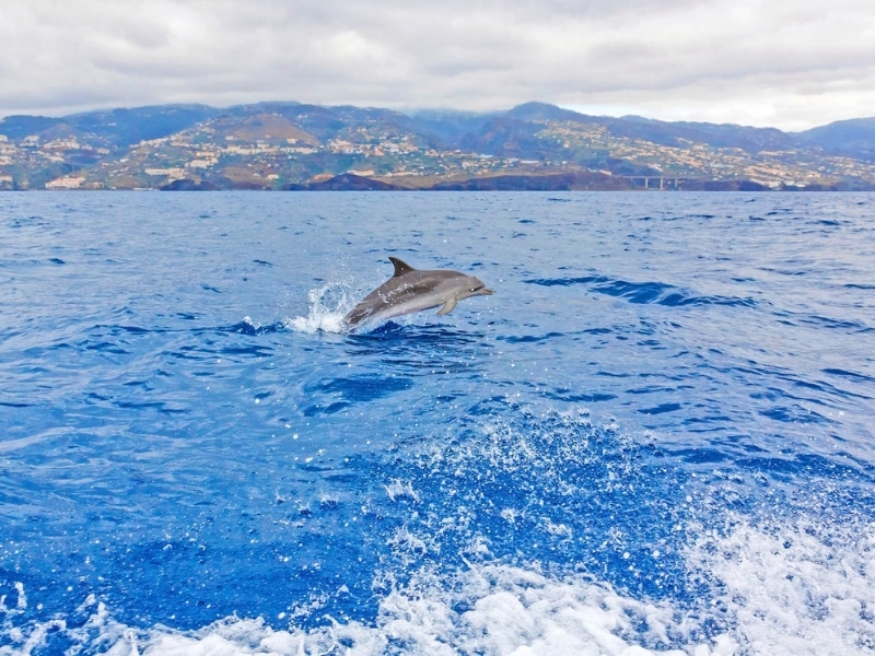 dolhin jumping in the water with the island of Madeira in the background