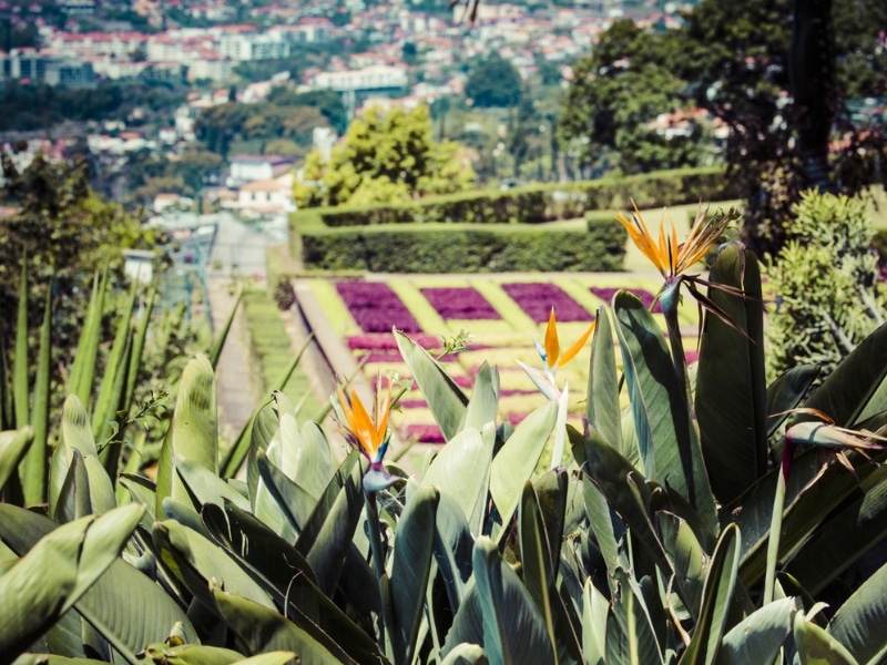 colourful tropical gardens with bird of paradise plants in flower