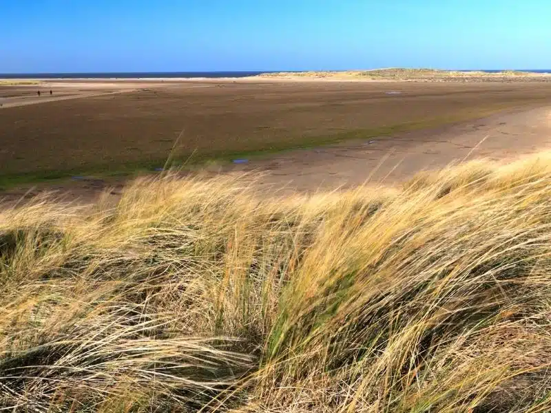 deep beach backed by grassy dunes