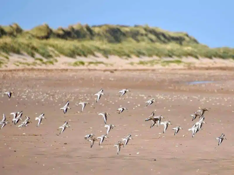 birds on the wing above a beach backed with grassy dunes