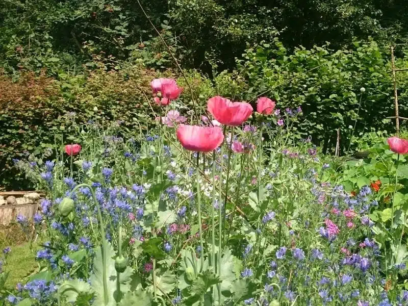 Pink poppies and small purple flowers infront of a hedge