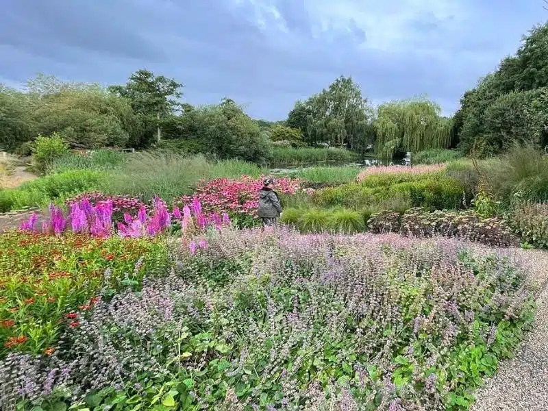 flowers and shrubs in a garden with a distant pond