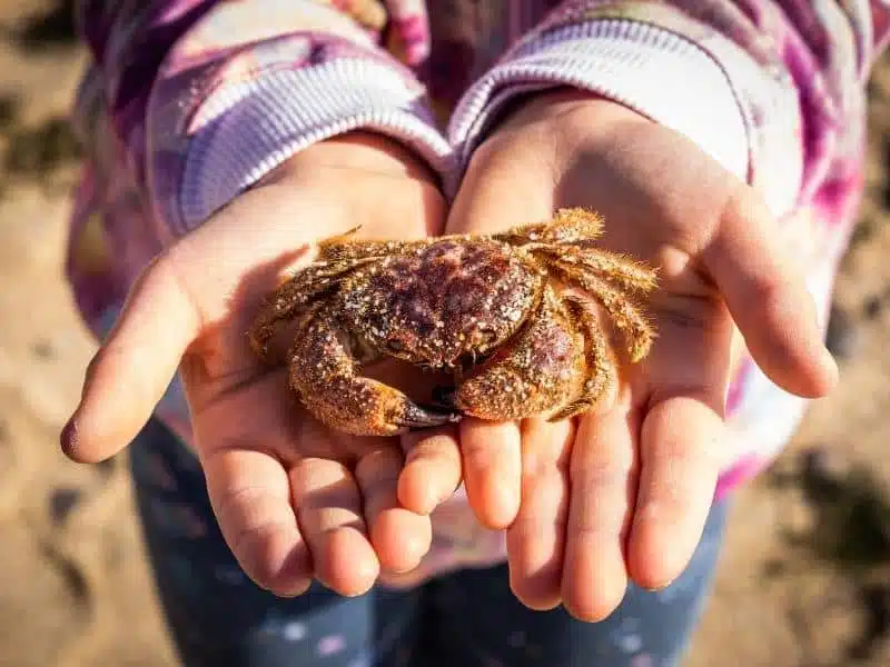 child holding a small crab in their cupped hands