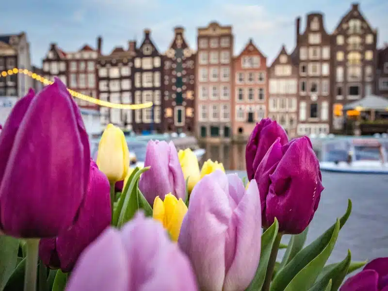 pink, purple and yellow tulips against a background of tall Dutch houses