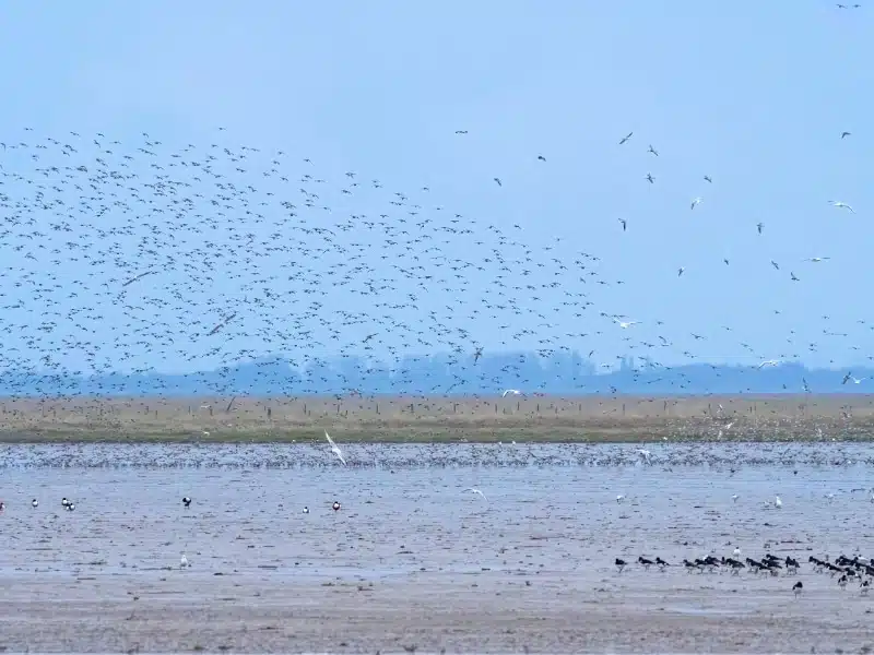 thousands of birds taking flight from a beach and mudflats