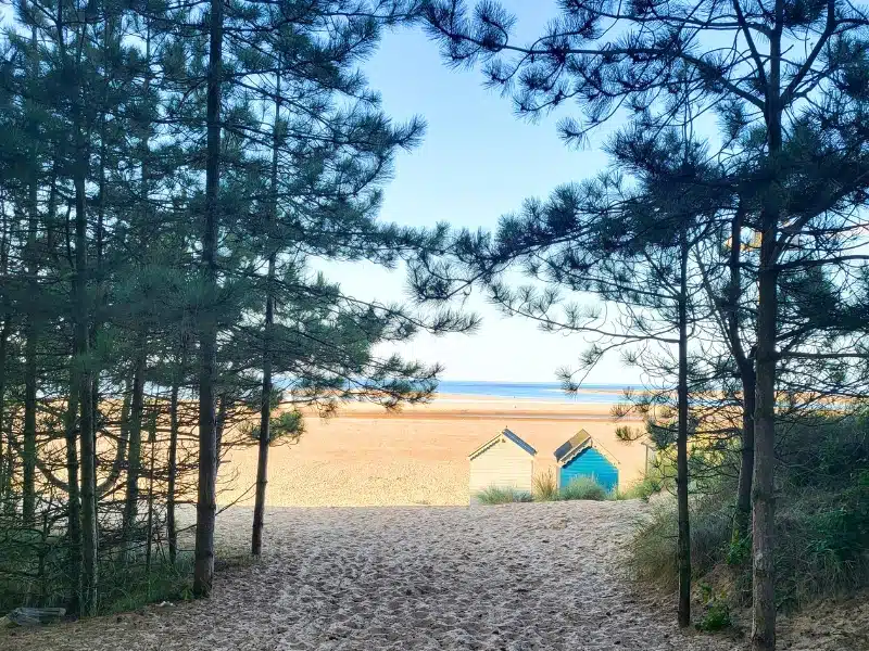 colourful beachuts on a beach with sea framed by pine trees