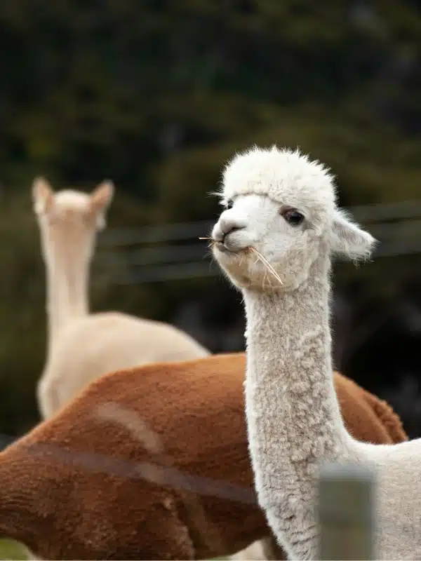 group of alpacas in a field