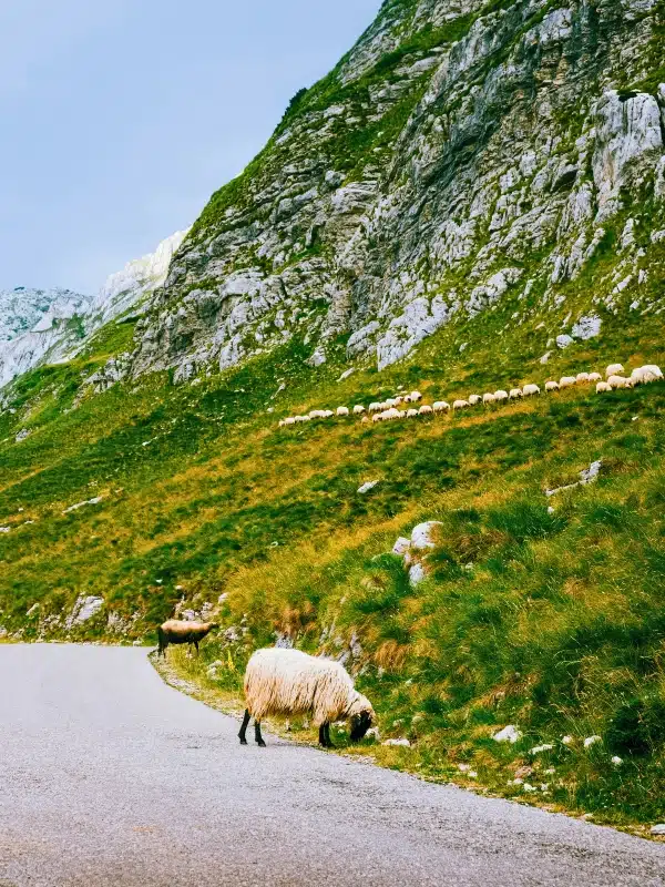 sheep on the road in Durmitor National Park