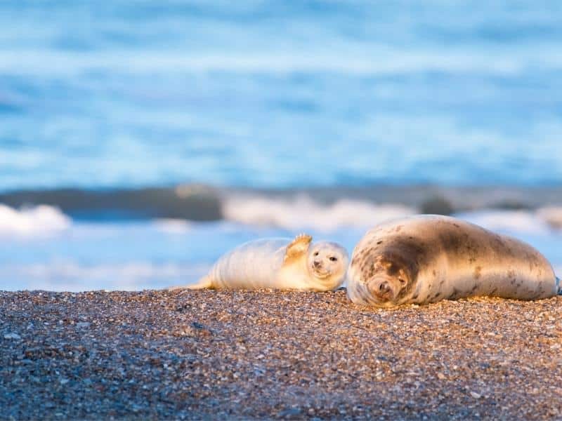 Seal mum and seal pup on the beach in winter