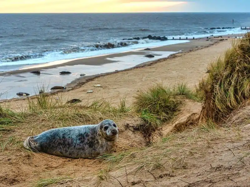 Seal in the sand dunes at Horsey