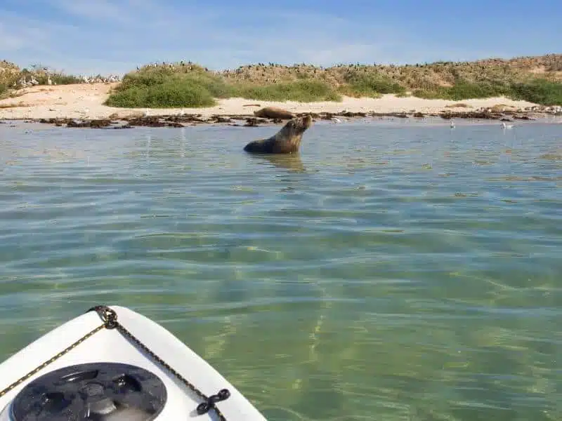 front of a kayak seen approaching a seal in the water at Blakeney Point