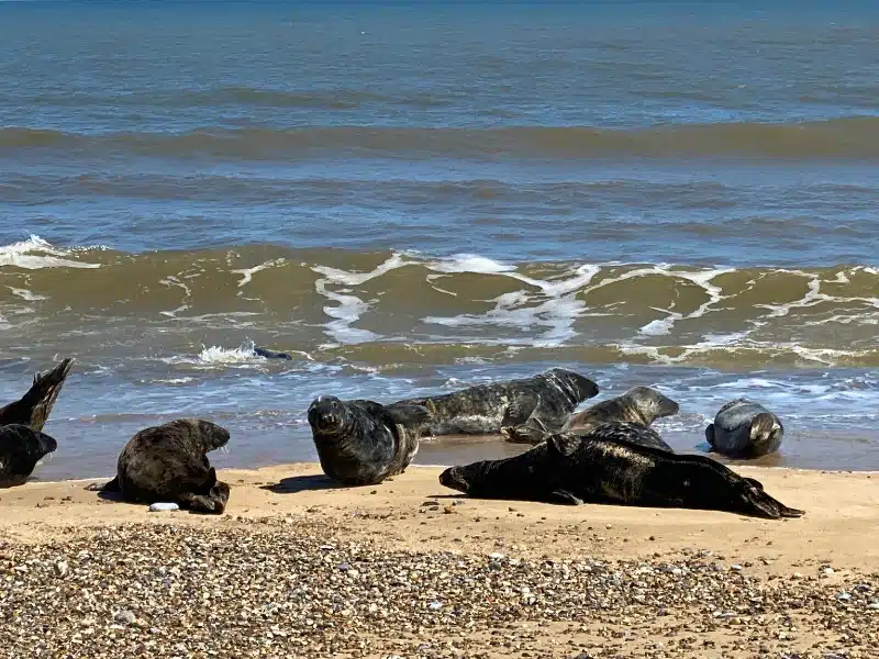 dark coloured seals on a shingle beach