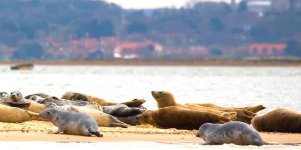 seals in Norfolk