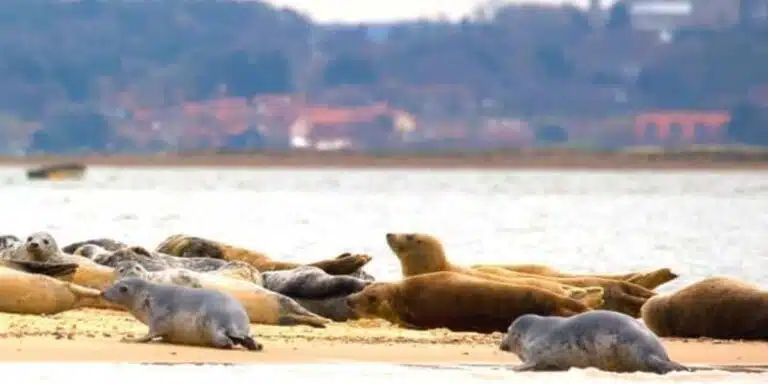 seals in Norfolk