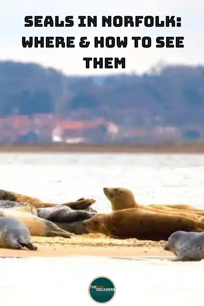 seals in Norfolk UK