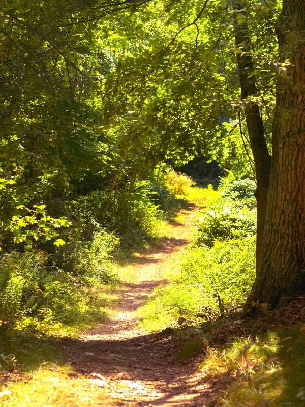 dappled woodland path