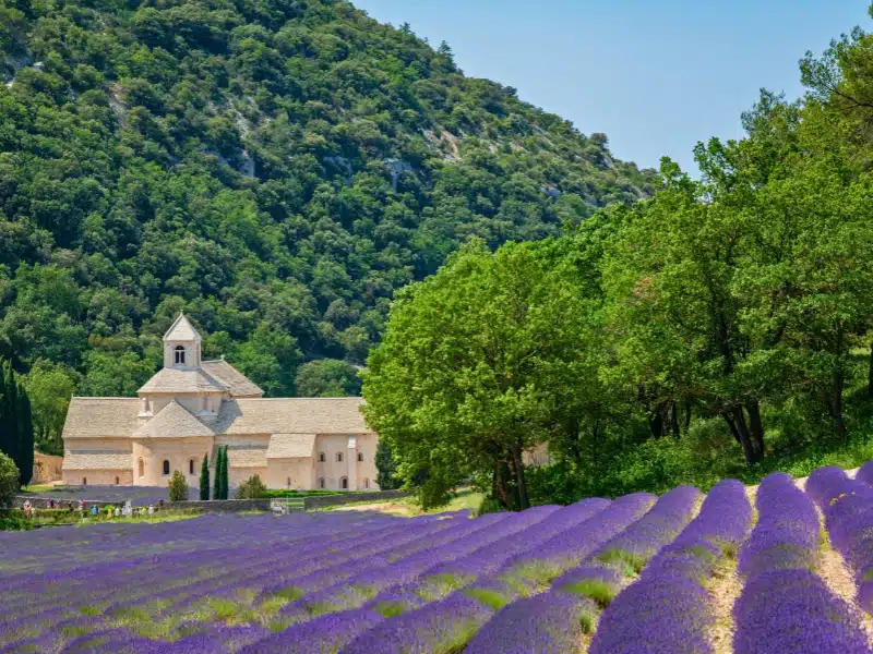 Senanque Abbey Gordes Provence Lavender fields, Notre-Dame de Senanque, blooming purple-blue lavender fields Luberon France.