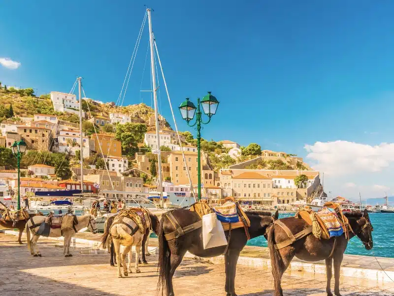 Donkeys with saddles on a stone harbour with stone houses in the background