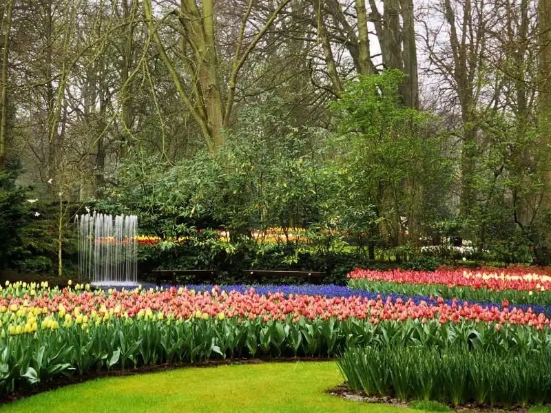 Bulbs bloom and flower in springtime at Keukenhof Gardens in Lisse, the Netherlands.