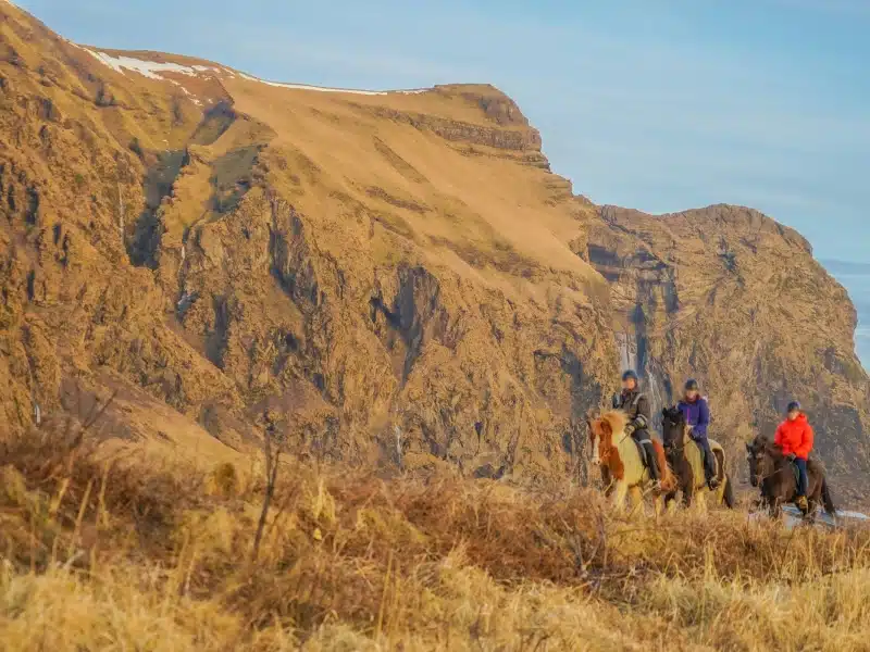 Horse walking on the coast of Iceland.