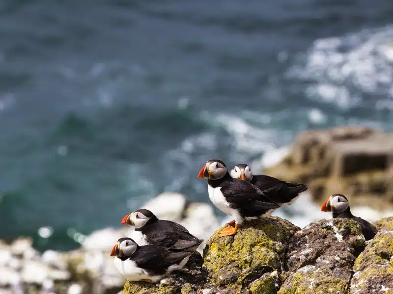 a quintet of puffins perched on a coastal rock,