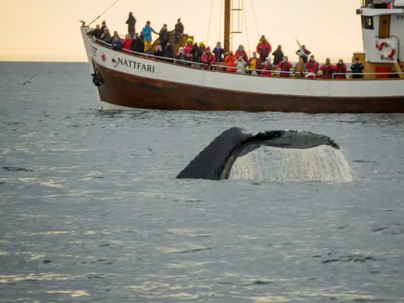 Whale watching scene, with tourists, near Husavik, northeast Iceland