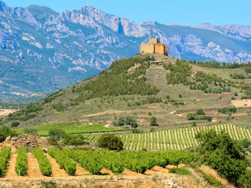 a view of a vineyard with a castle in the background