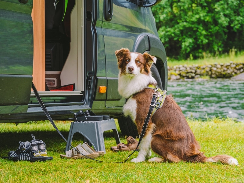 a brown and white collie dog on a lead beside a campervan