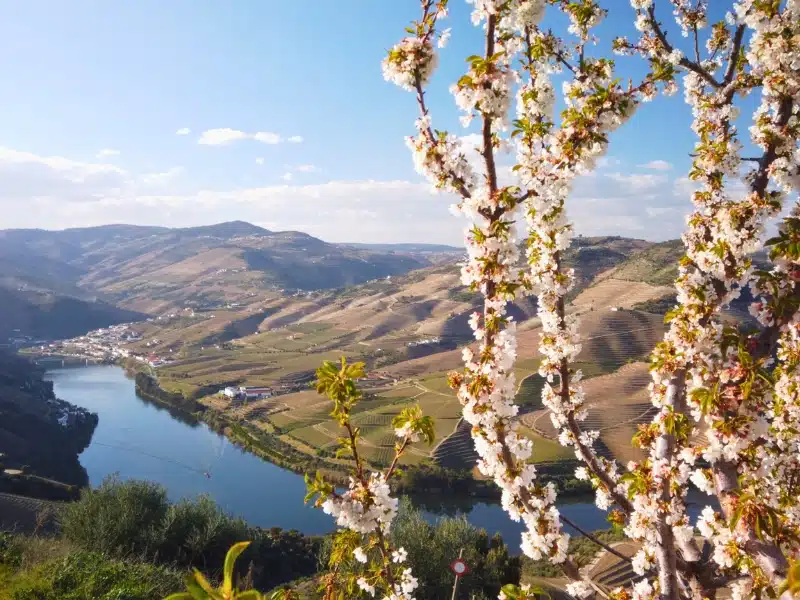 Almond tree blooming with mountain background, early spring in Douro, Portugal