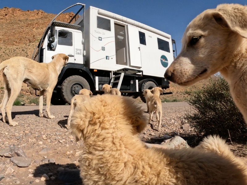 blonde puppys and Mommy dog by a white overland truck on a gravel track