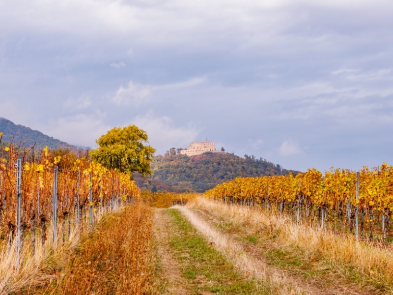 Autumn in Vineyards Palatinate region, Hambacher Schloss ( Hambach Castle ), Deutsche Weinstrasse ( German Wine Road ) Rhineland Palatinate, Germany