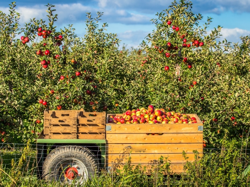 apples in. awooden box on a tractor in an apple orchard