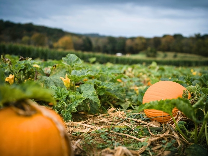 Bright orange pumpkins in a pumkin patch
