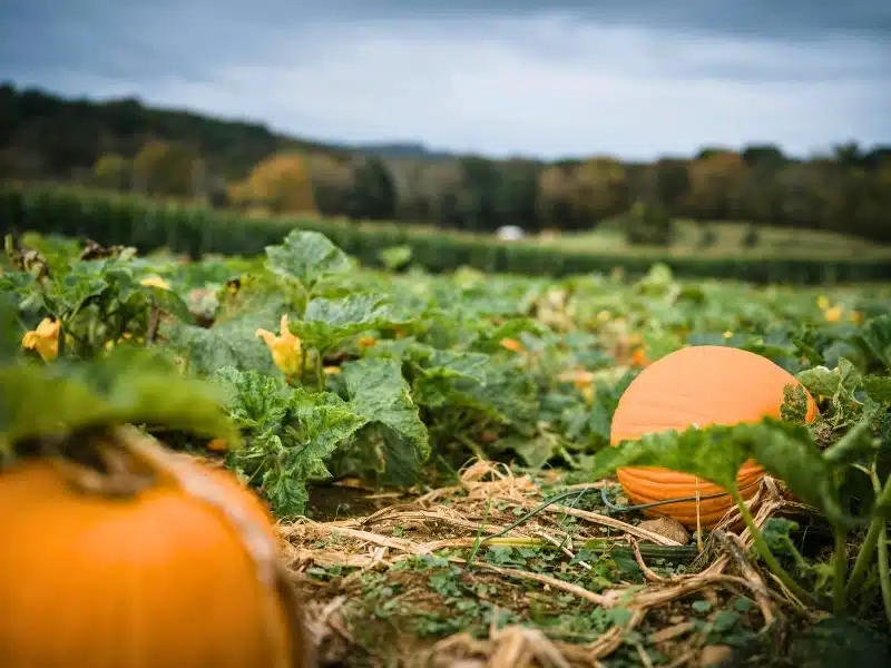 Bright orange pumpkins in a pumkin patch