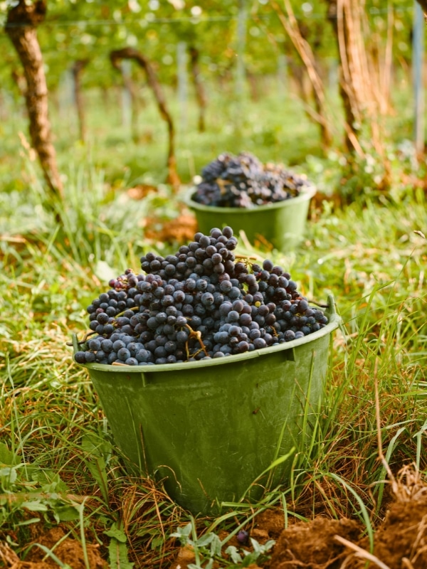 buckets of black grapes in a field of vines