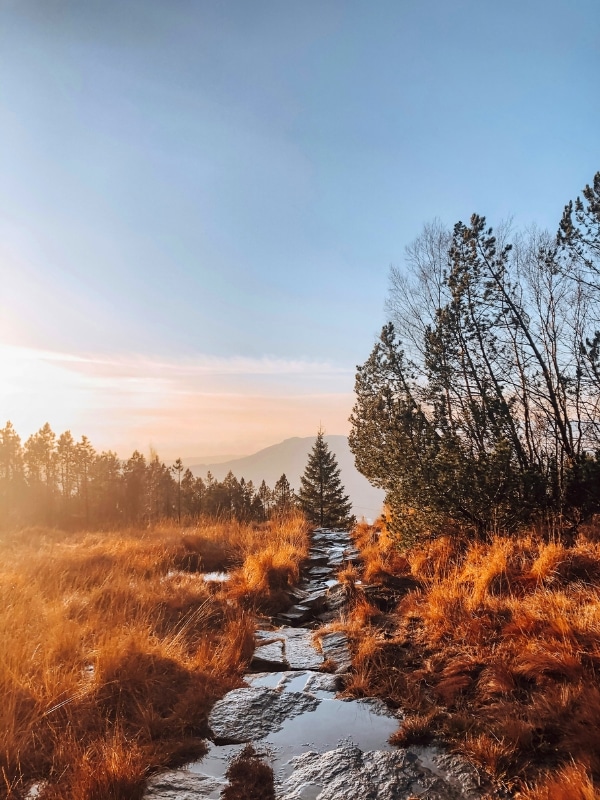 mountain stream through golden foliage at dawn