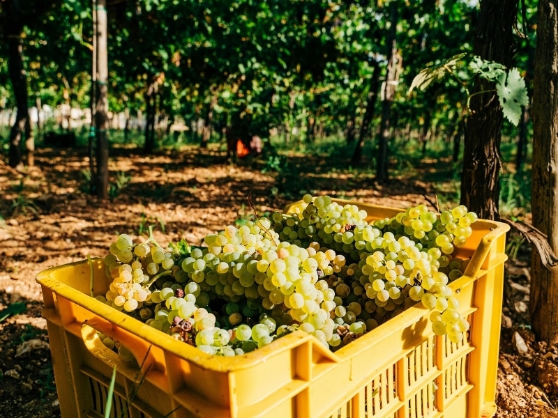 White grapes in a yellow crate during grape harvest in a vineyard 