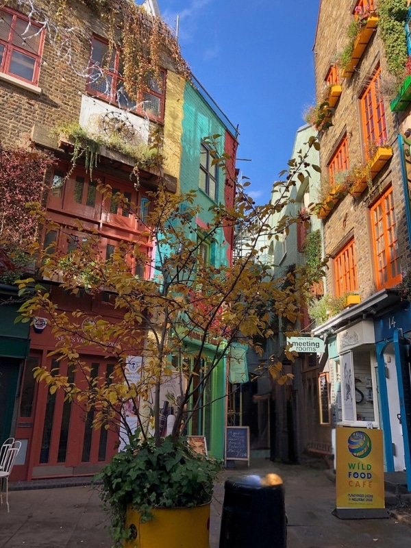 Courtyard of tall buildings with colorful windows and walls and an autumnal tree in the centre