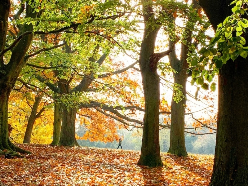 Man walking through autumn leaves in a London park surrouned by large strees