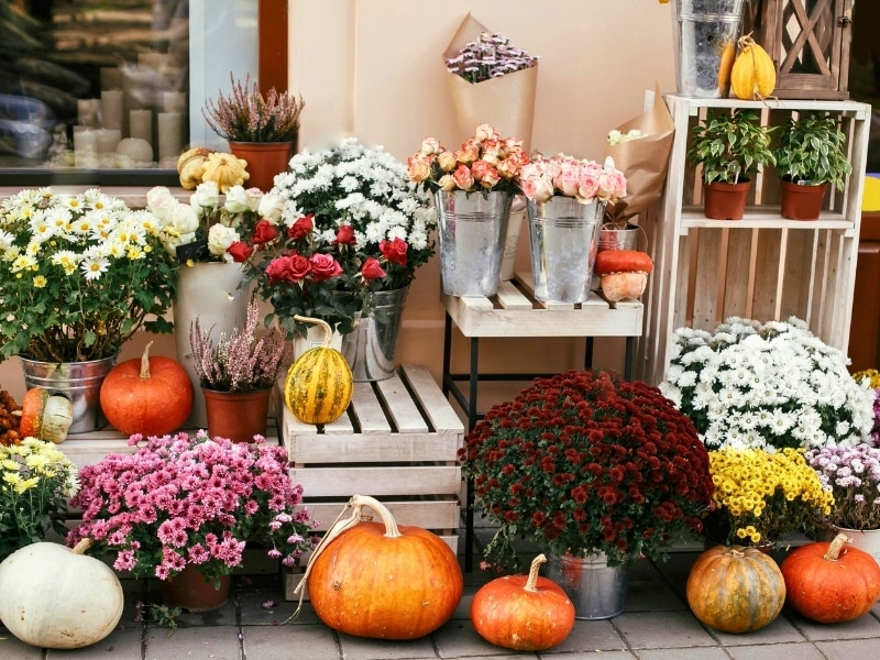 Pumpkins, crysanthemums and autumn flowers on display