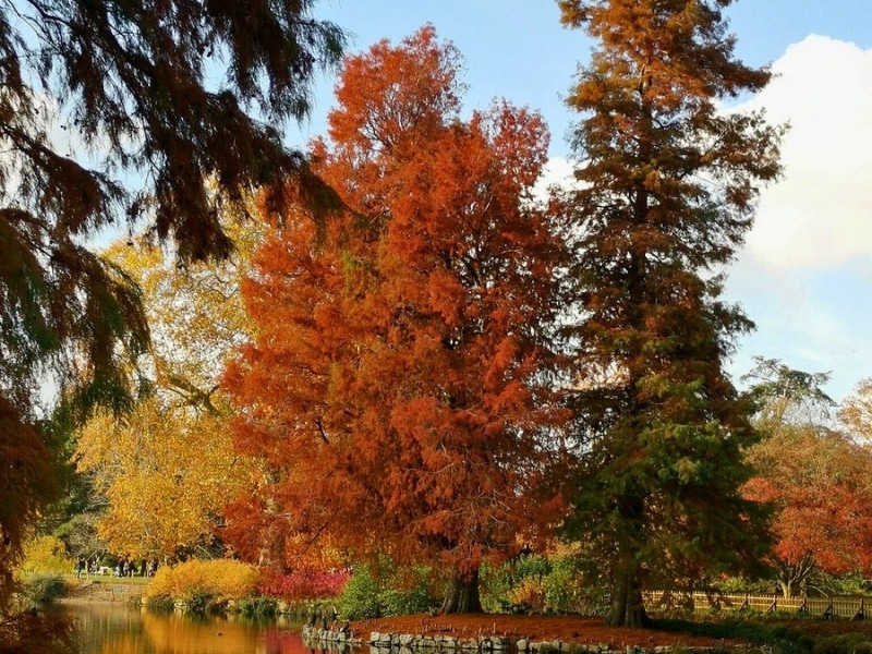 Autumnal trees reflceted in a pond